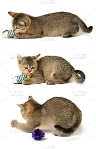 可爱的小猫，苏格兰栗鼠直种，猫在白色背景下玩耍