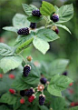 I'm Growing Blackberry Bushes in my Home Garden. Growing blackberry plants will produce berries for 15 to 20 years if you take care of them. Teaching my kids to eat healthy and be self-sufficient with home gardening.: 