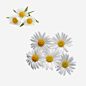 白色雏菊png免抠素材_新图网 https://ixintu.com 产品实物 白色花朵 鲜花饰品 黄色花蕊