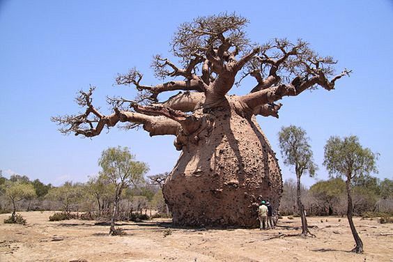 Africa | Baobab Tree...