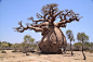 Baobab tree | They can store over 30-000 gallons of water in their trunks. |The Garden of Eaden: 