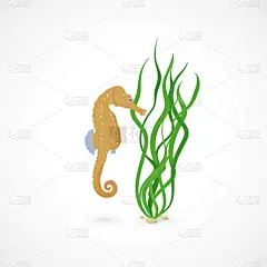 绘画插图,卡通,水下,海马,藻类,矢量,白色背景,自然界的状态,背景分离,环境