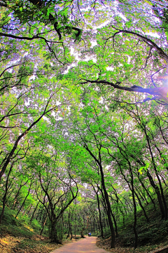 阳光永远爱菠萝采集到风景