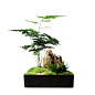 云深苔藓红枫文竹菖蒲室内办公桌面苔藓盆景日式中式小盆栽绿植物-淘宝网