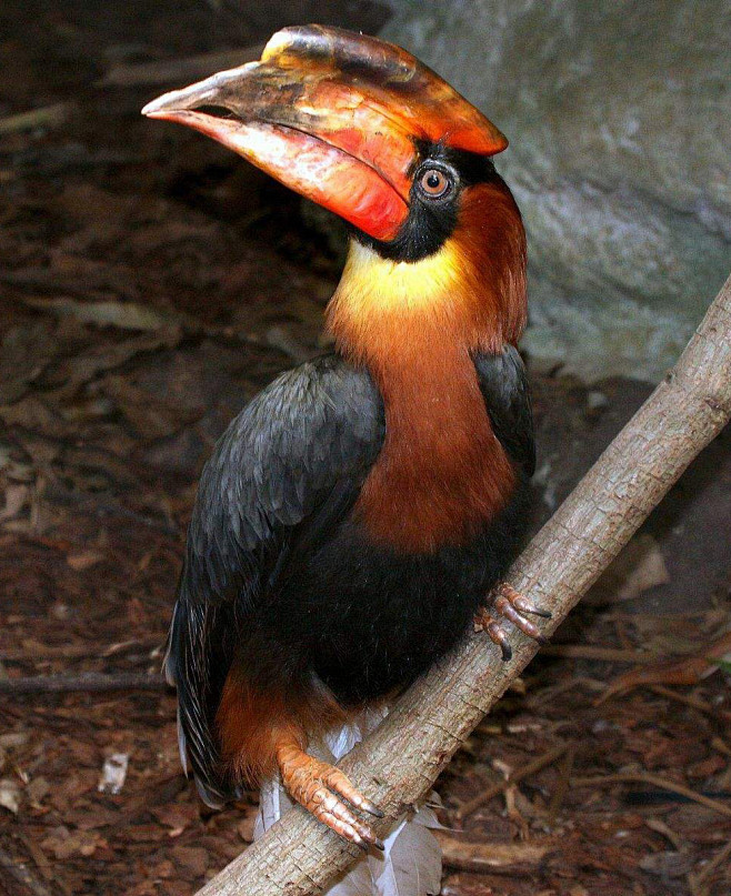 犀鸟目犀鸟科棕犀鸟