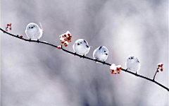 一点红炉雪采集到动物