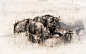 Grazing Wilderbeest by Sharon WhishWilson on 500px