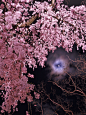 公園の枝垂れ桜2020Ⅱ（ID：9521115）拡大ページ　- 写真共有サイト:PHOTOHITO