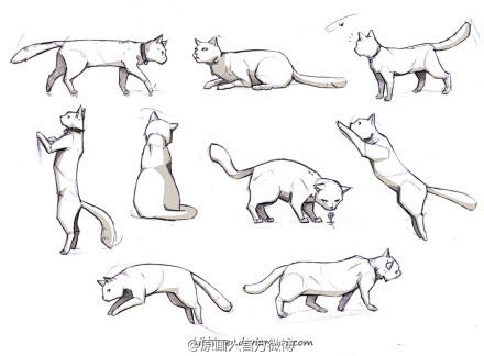 各种绘画参考---手、脚、猫、头部正侧面...