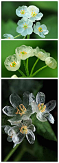 在日本本州岛北部有一种山荷叶花，每当淋雨后会花朵就会变得透明。