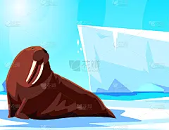 北极,海象,地形,北极点,深的,气候,寒冷,濒危物种,贺卡,环境