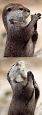 Otter LOVE! May I have a clam please... May I have a clam, pretty please!!!! shared via fb #naturethebestcreator