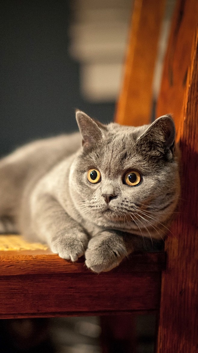 小眼睛滴溜溜的圆猫咪