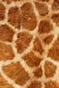 giraffe detail