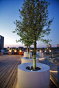 Olive in modern pot on rooftop garden: 