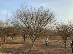 RebecaaYANG采集到植物规格