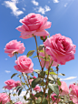 Beautiful pink roses blooming in the sun under a beautiful clear sky