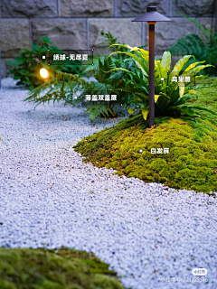 À·马西天采集到造型树