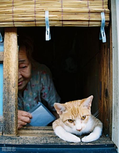 eryu采集到动物 猫