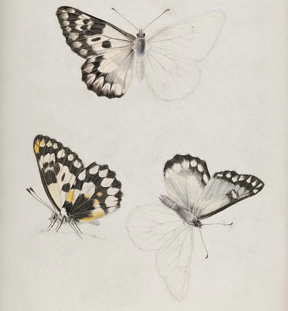 (32) 不同基础货币下各国巨无霸指数评估-花瓣网