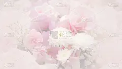 自然,非洲雏菊,背景,绿色,仅一朵花,贺卡,珊瑚色,水平画幅,古典式,夏天