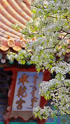 三月到六月是紫禁城的花季， 花儿们就在这座城中优雅地开，静静地落……&quot;