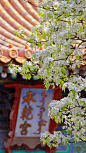 三月到六月是紫禁城的花季， 花儿们就在这座城中优雅地开，静静地落……"