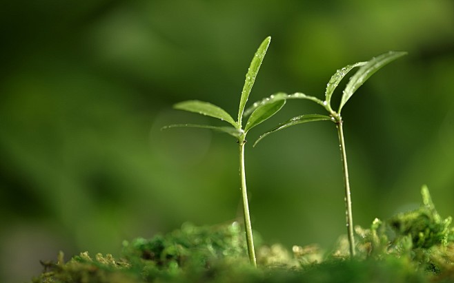 绿色自然植物宏观景深 - 壁纸（#122...