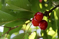 樱桃,熟的,红色,水平画幅,无人,维生素,特写,枝,园艺,清新