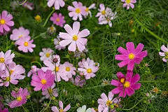 背光格桑花在田间