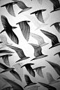 #pattern #birds