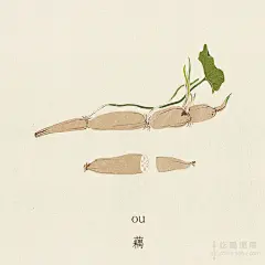 创意作品：简单朴素的蔬果插画_美食_东营大众网
