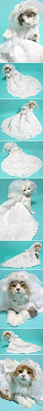 婚纱猫(440×4192)