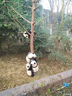 滚滚屋
帮主，熊猫串串
