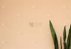 室内植物