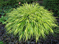 箱根草。暖季型。高30-90cm。密度6-9