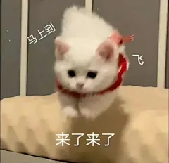超级可爱猫猫头表情包 (6)