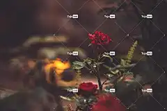玫瑰 花 红玫瑰 玫瑰花 玫瑰绽放 花瓣 花壁纸 玫瑰花瓣 盛开