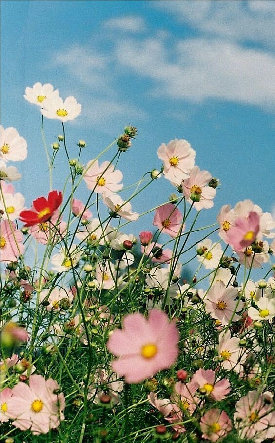 (56) Pinterest