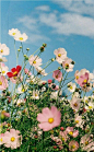 (56) Pinterest