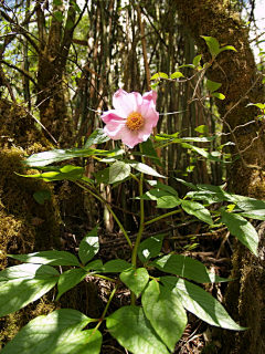 sihasiha采集到芍药