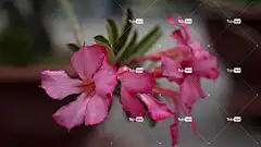 沙漠玫瑰试管 花壁纸 粉红色的花朵 腺体 美丽的花朵 花朵 花卉背景