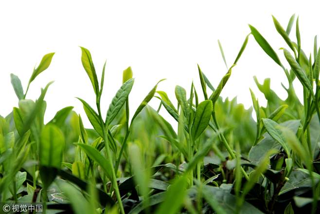 树叶 植物 png