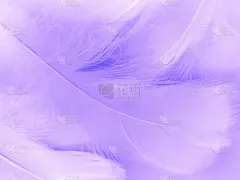 美丽的抽象紫色羽毛在白色的背景上，黑色的羽毛纹理在深色的图案和紫色的背景上，彩色的羽毛壁纸，爱情主题