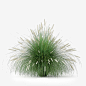 pennisetum alopecuroides max
