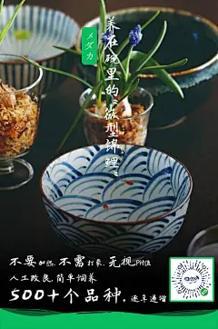 观背青鳉
