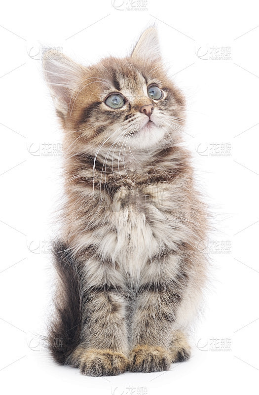 白底上的小猫