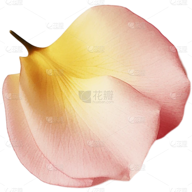 黄色花瓣素材-花瓣网