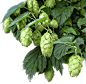 04_a_hops_foreground.png (600×584)
