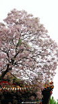 北海公园阐福寺，苦楝树花开
清清的影像视界的照片 - 微相册